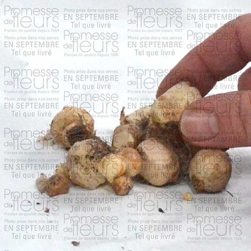 Exemple de spécimen de Muscari armeniacum 6+ Bulbe tel que livré