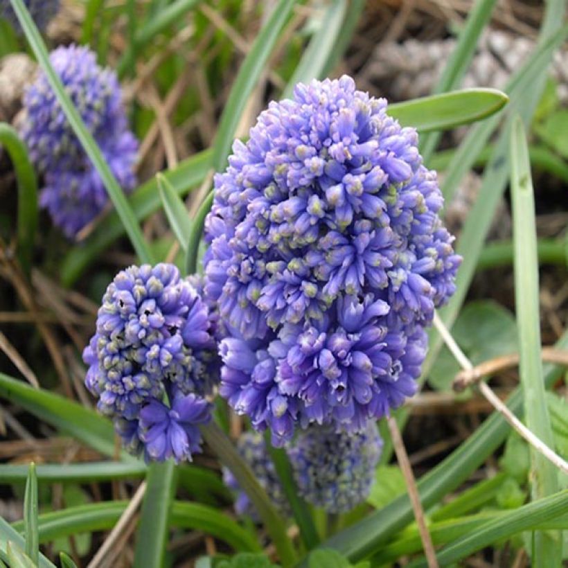 Muscari armeniacum Blue Spike (Floraison)