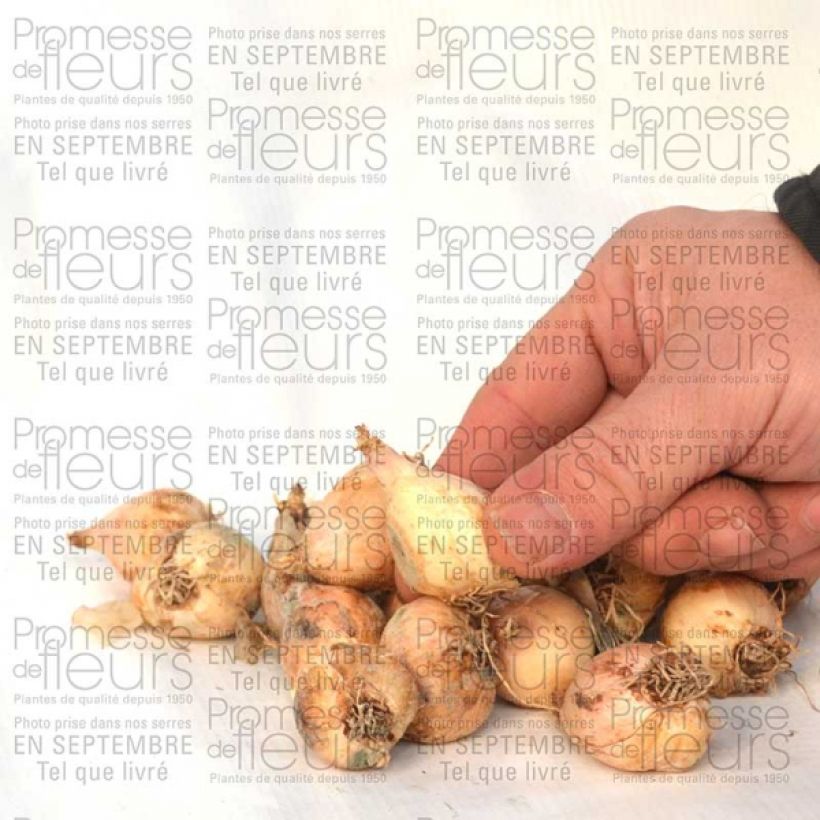 Exemple de spécimen de Muscari comosum Plumosum - Muscari à toupet Bulbe tel que livré