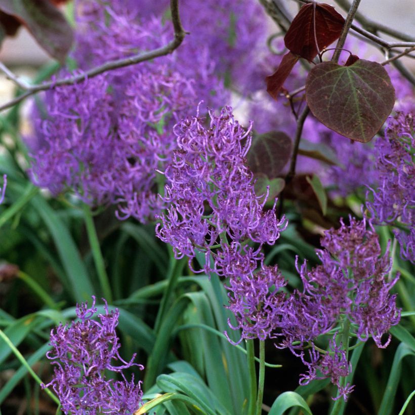 Muscari comosum Plumosum - Muscari à toupet (Floraison)