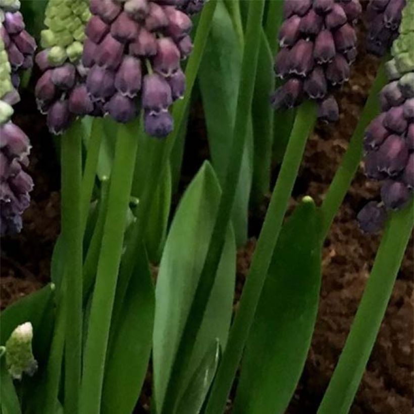 Muscari Grape Ice (Feuillage)