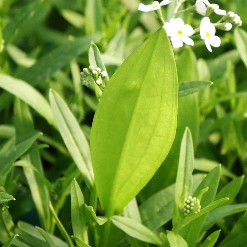 Myosotis scorpioides Alba - Myosotis des marais (Feuillage)