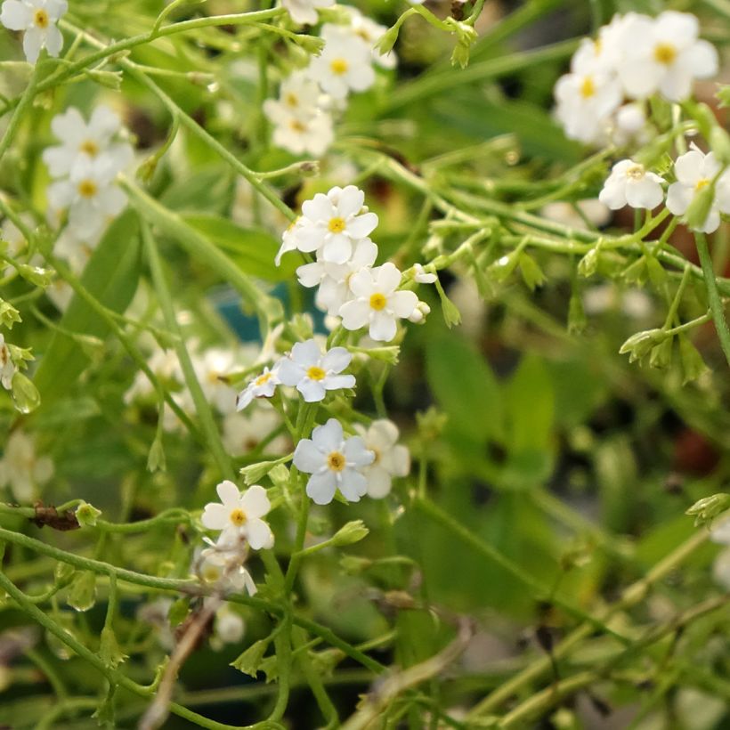 Myosotis scorpioides Alba - Myosotis des marais (Floraison)