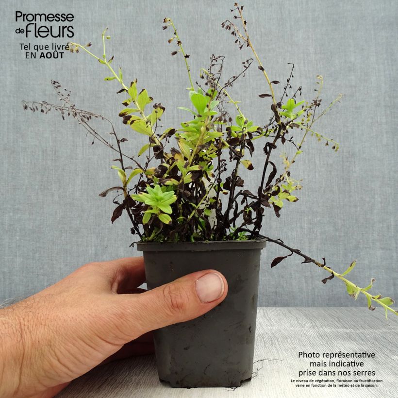 Spécimen de Myosotis scorpioides - Myosotis des marais Godet de 8/9 cm tel que livré en été