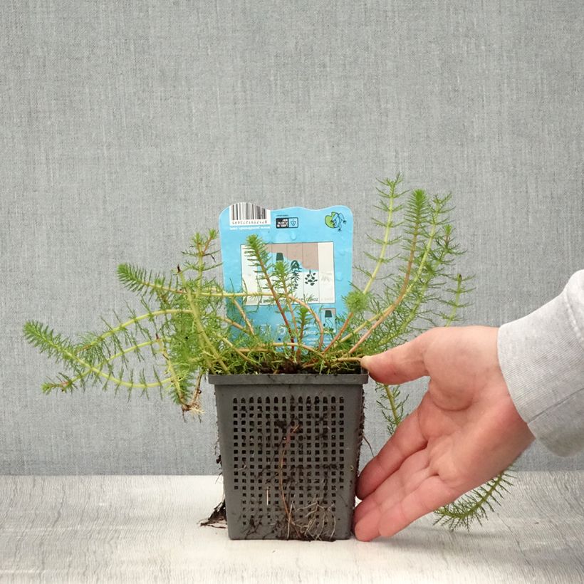 Spécimen de Myriophyllum crispata - Myriophylle Pot de 1L/1,5L tel que livré en été