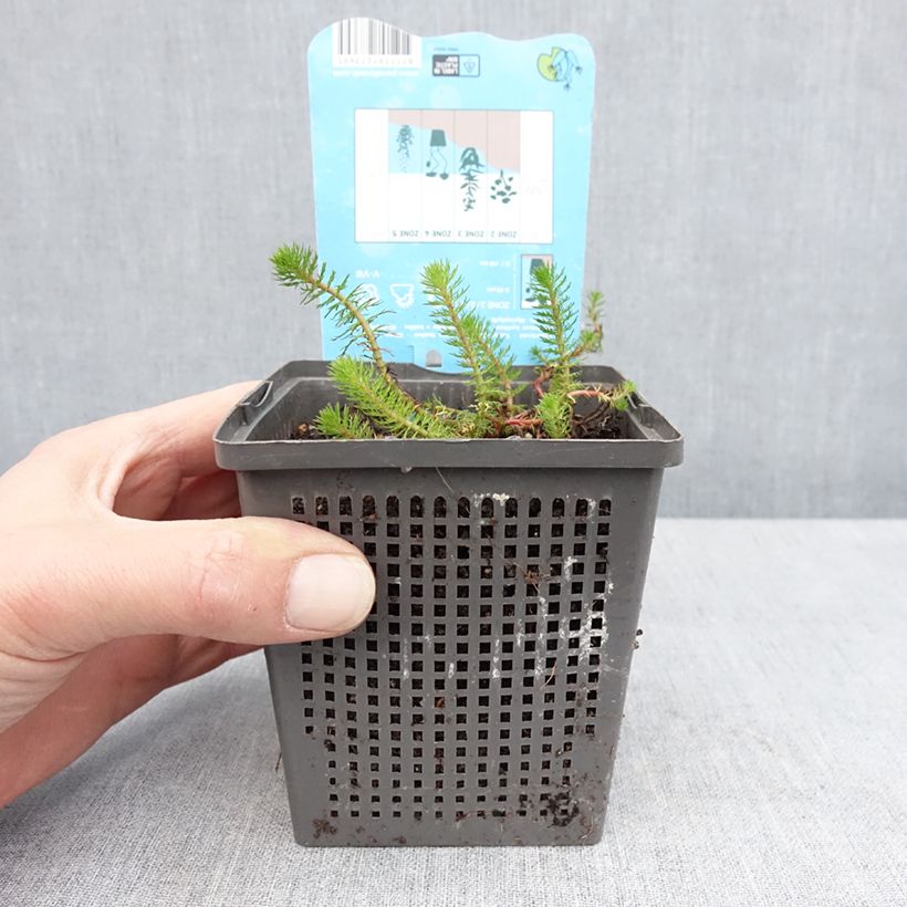 Spécimen de Myriophyllum crispata - Myriophylle - Pot de 1L/1,5L tel que livré au printemps