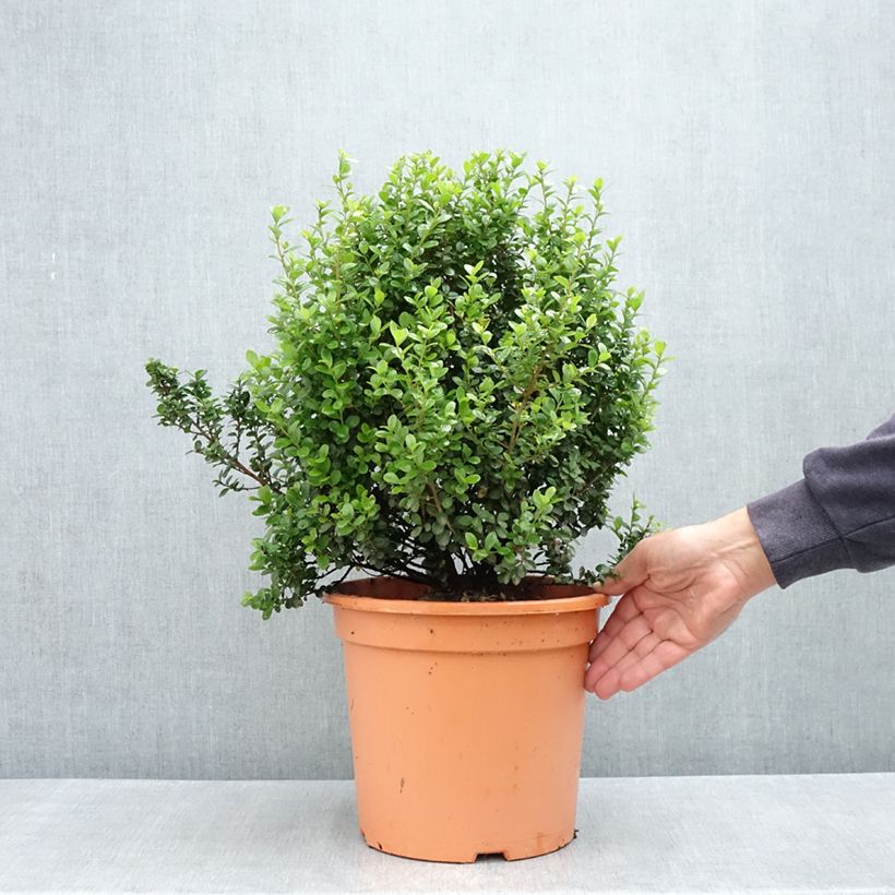 Spécimen de Myrsine africana - Buis africain Pot de 7,5L/10L tel que livré au printemps