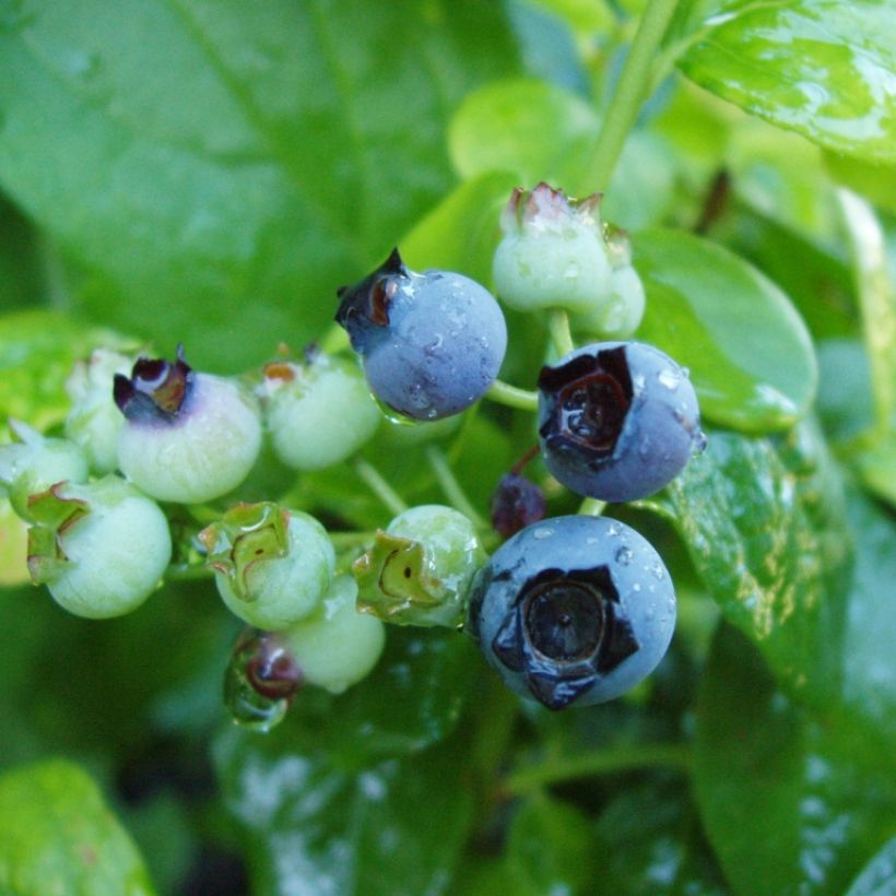 Myrtillier Blue Gold - Vaccinum corymbosum (Récolte)