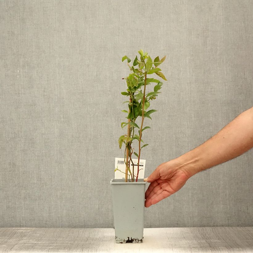 Spécimen de Myrtille d'Amérique - Vaccinium corymbosum Atlantic Pot de 1,5L/2L tel que livré en été