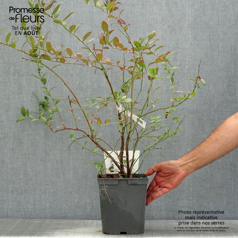 Spécimen de Myrtille d'Amérique - Vaccinium corymbosum Atlantic Pot de 4L/5L tel que livré en été