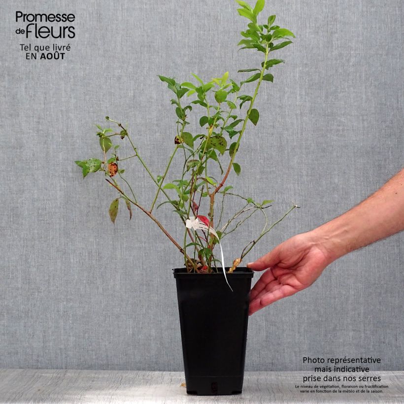 Spécimen de Myrtille d'Amérique - Vaccinium corymbosum Berkeley Pot de 1,5L/2L tel que livré en été
