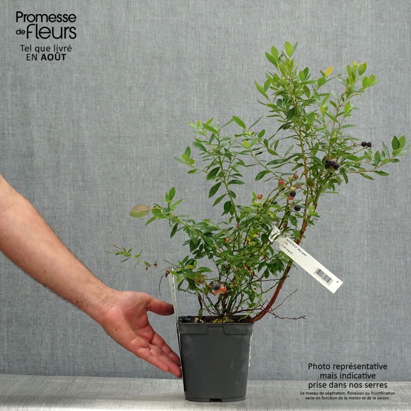 Spécimen de Myrtille d'Amérique - Vaccinium corymbosum Blue Pearl Pot de 2L/3L tel que livré en été