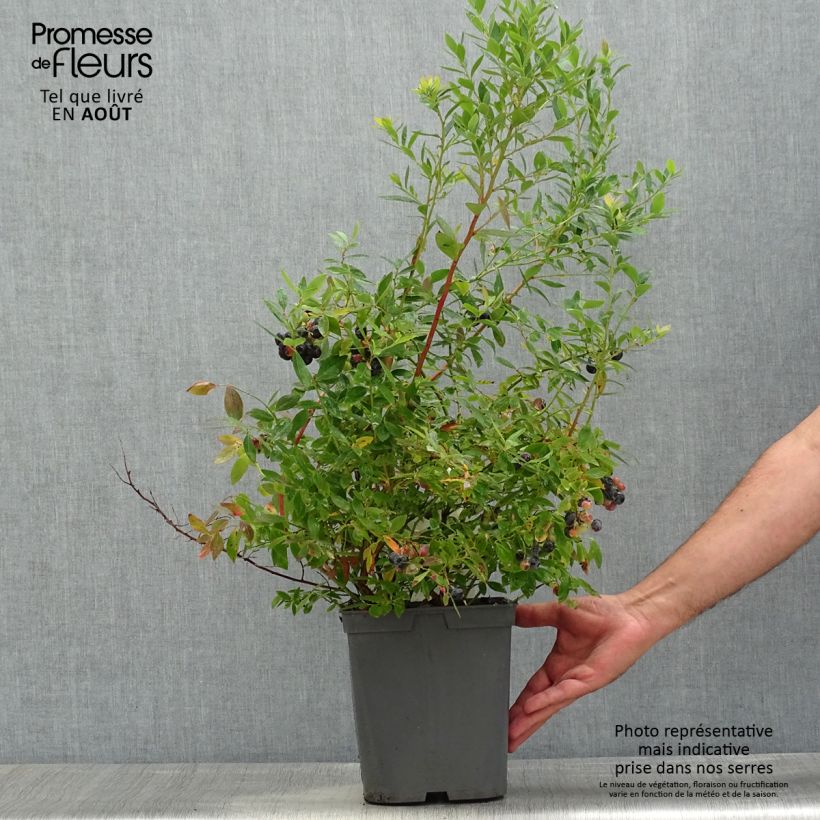 Spécimen de Myrtille d'Amérique - Vaccinium corymbosum Blue Pearl Pot de 4L/5L tel que livré en été