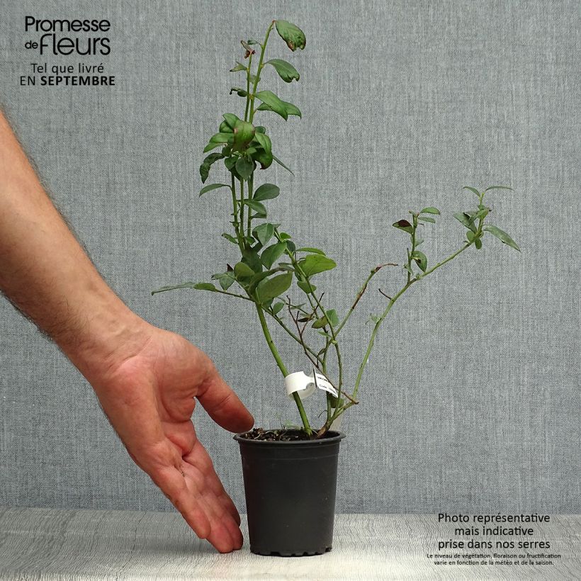 Spécimen de Myrtille d'Amérique - Vaccinium corymbosum Brigitta tel que livré en automne