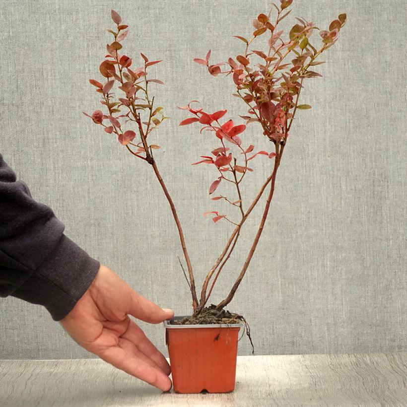 Spécimen de Myrtille d'Amérique - Vaccinium corymbosum Brigitta Godet de 8/9 cm tel que livré en été