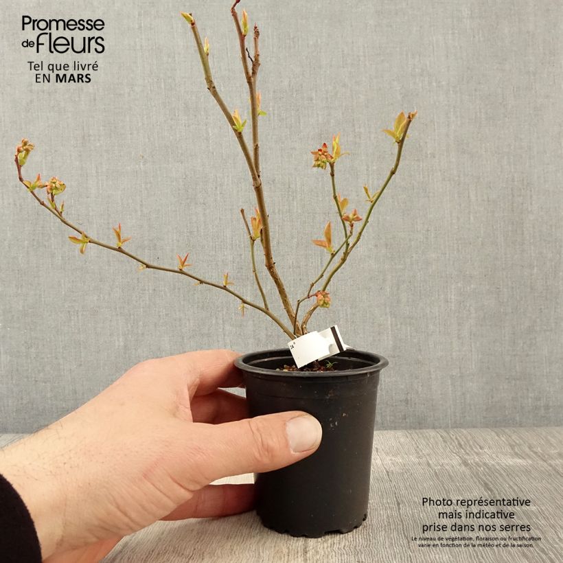 Spécimen de Myrtille d'Amérique - Vaccinium corymbosum Brigitta en godet de 9cm tel que livré au printemps