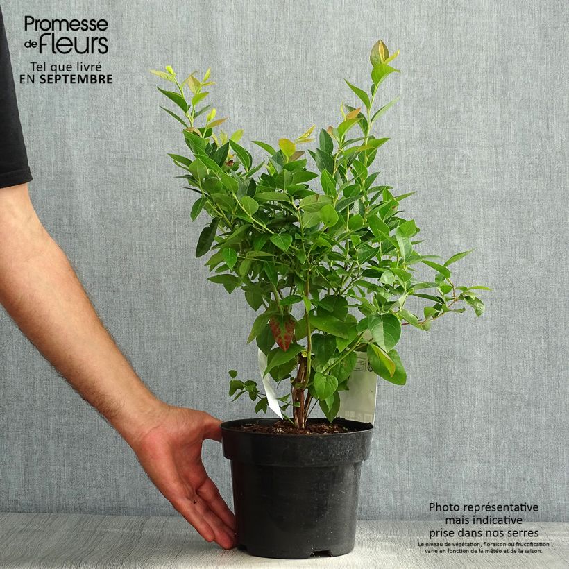 Spécimen de Myrtille d'Amérique - Vaccinium corymbosum Brigitta Pot de 1,5L/2L, Buisson tel que livré en été