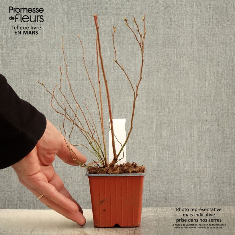 Spécimen de Myrtille d'Amérique - Vaccinium corymbosum Darrow en godet de 9cm tel que livré au printemps