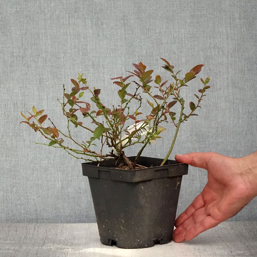 Spécimen de Myrtille d'Amérique - Vaccinium corymbosum Darrow Pot de 1,5L/2L tel que livré en été