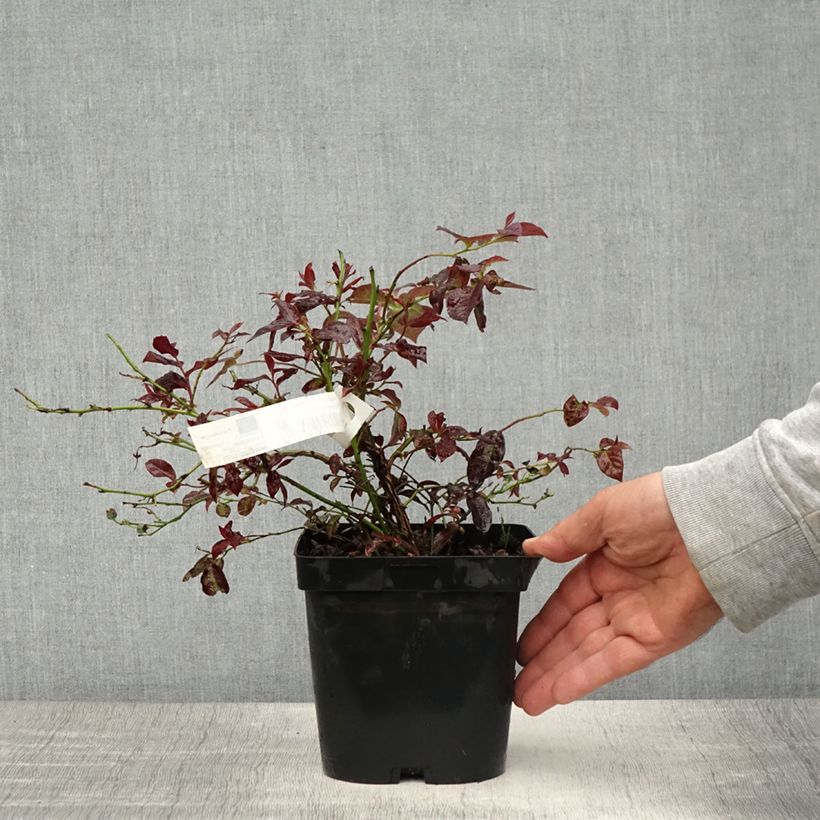 Spécimen de Myrtille d'Amérique - Vaccinium corymbosum Darrow en pot de 1,5l tel que livré au printemps