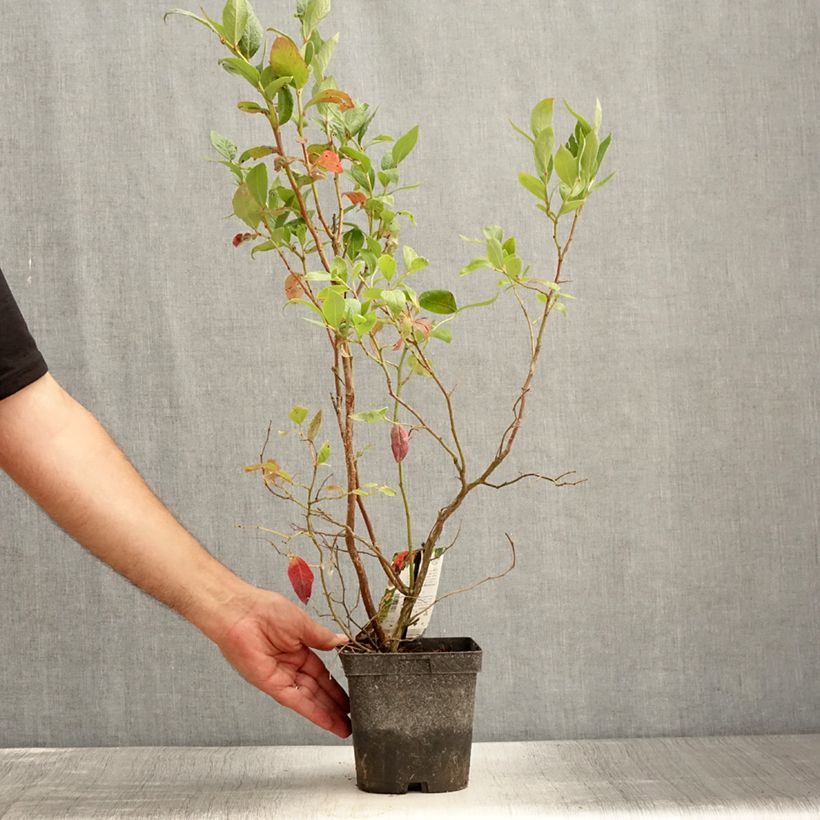 Spécimen de Myrtille d'Amérique - Vaccinium corymbosum Duke Pot de 2L/3L tel que livré en été