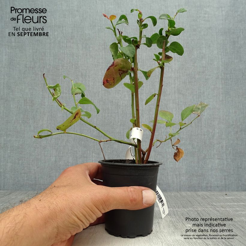 Spécimen de Myrtille d'Amérique - Vaccinium corymbosum Ivanhoe tel que livré en automne