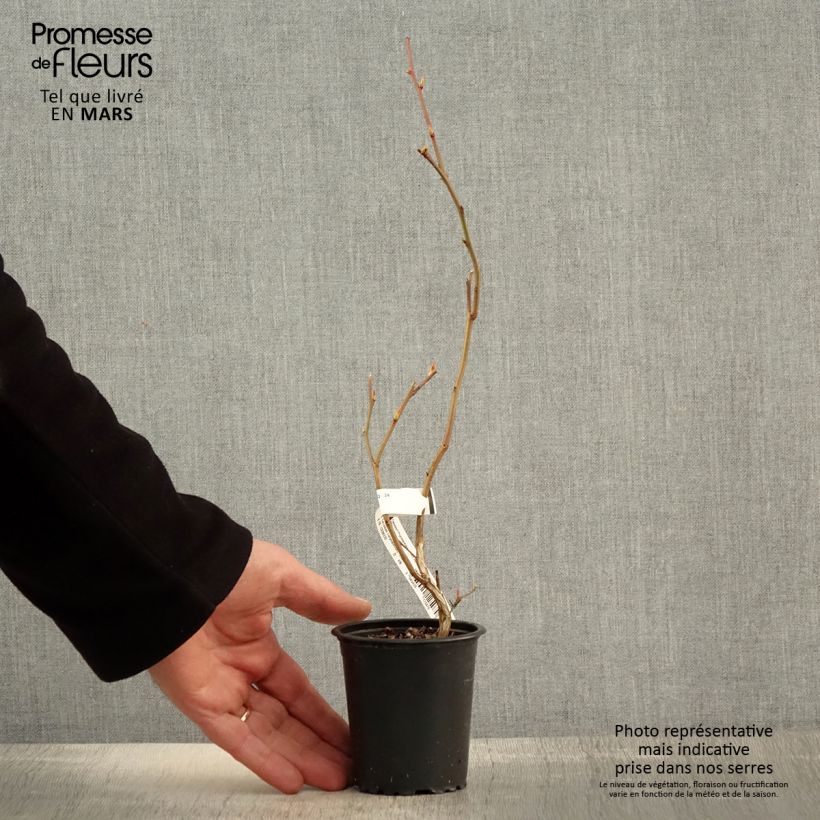 Spécimen de Myrtille d'Amérique - Vaccinium corymbosum Ivanhoe en godet de 9cm tel que livré au printemps