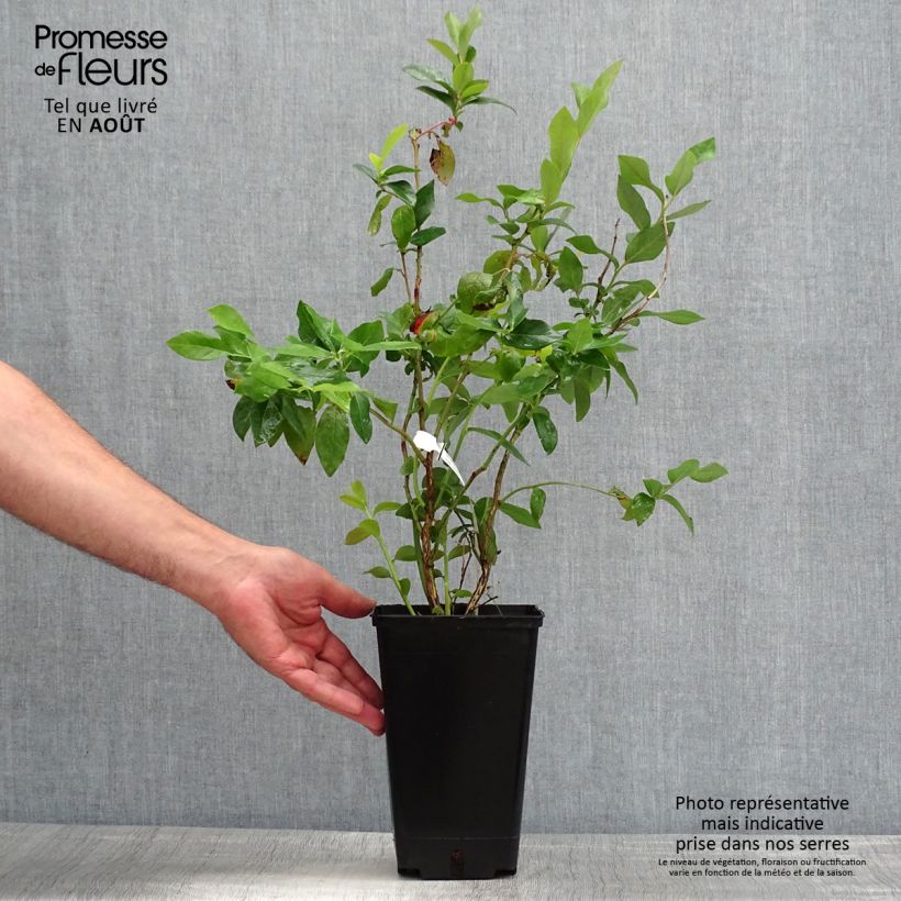 Spécimen de Myrtille d'Amérique - Vaccinium corymbosum Ivanhoe Pot de 1,5L/2L, Buisson tel que livré en été