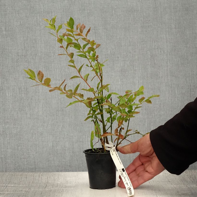 Spécimen de Myrtille d'Amérique - Vaccinium corymbosum Legacy Godet de 8/9 cm tel que livré en été