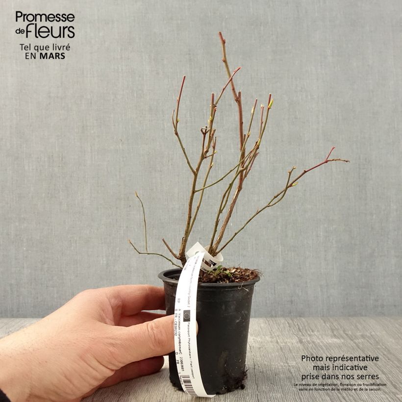 Spécimen de Myrtille d'Amérique - Vaccinium corymbosum Northcountry Godet de 9cm tel que livré au printemps