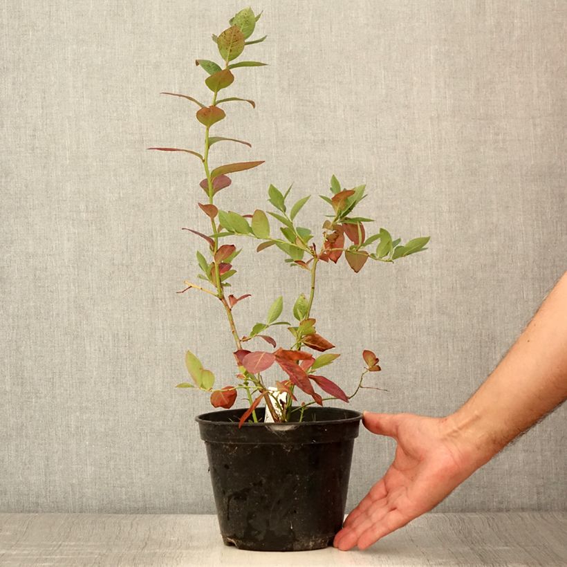 Spécimen de Myrtille d'Amérique - Vaccinium corymbosum Northcountry - Pot de 3L/4L tel que livré en été