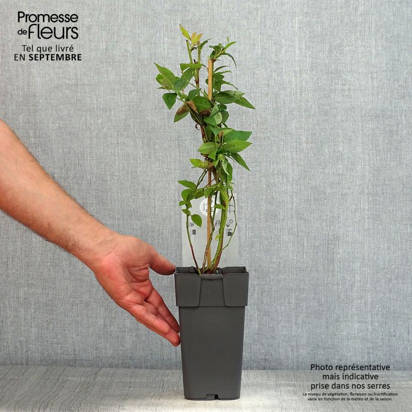 Spécimen de Myrtille d'Amérique - Vaccinium corymbosum Northland Pot de 1,5L/2L tel que livré en été