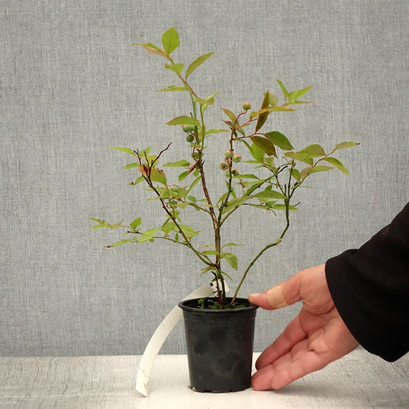 Spécimen de Myrtille d'Amérique - Vaccinium corymbosum Pionner Godet de 8/9 cm tel que livré en été