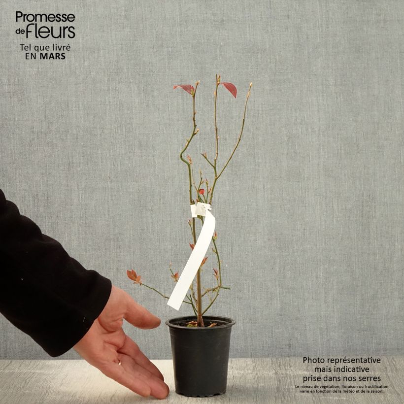Spécimen de Myrtille d'Amérique - Vaccinium corymbosum Pionner Godet de 9cm tel que livré au printemps