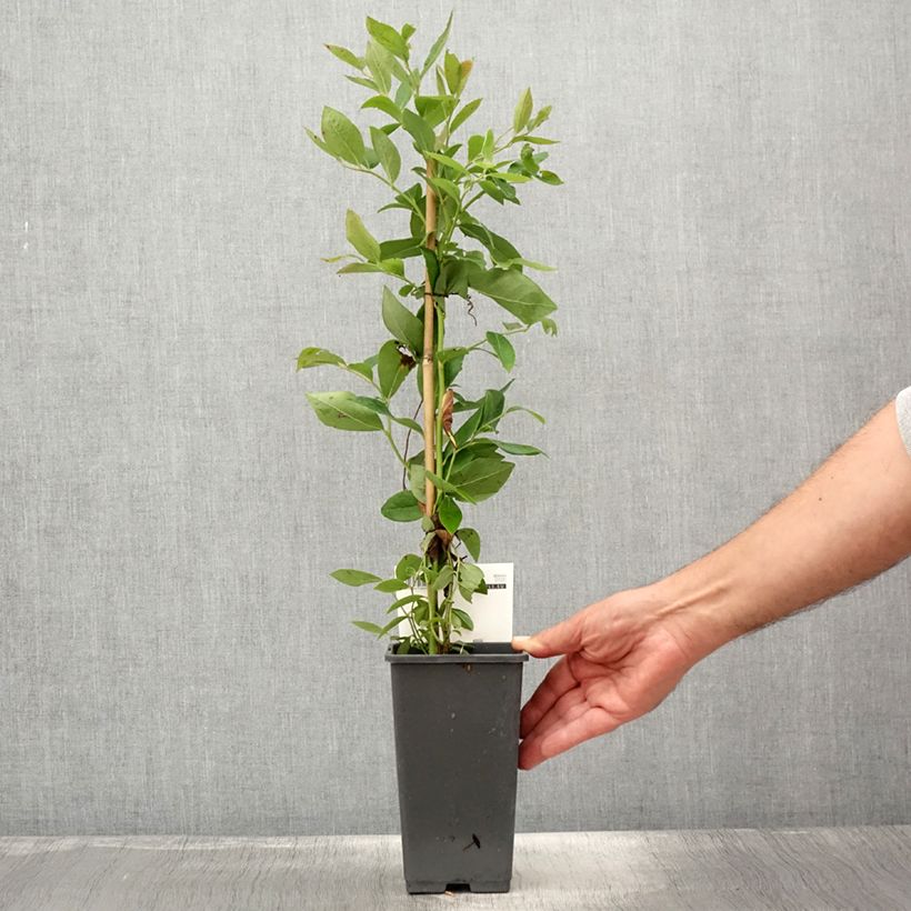 Spécimen de Myrtille d'Amérique - Vaccinium corymbosum Rubel Pot de 1L/1,5L tel que livré en été