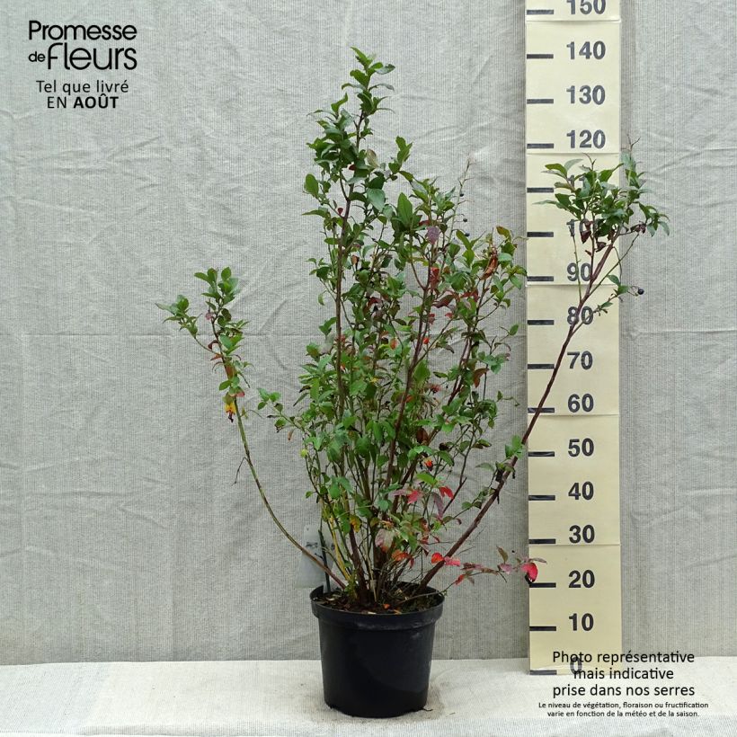 Spécimen de Myrtille d'Amérique - Vaccinium corymbosum Spartan Pot de 7,5L/10L tel que livré en été