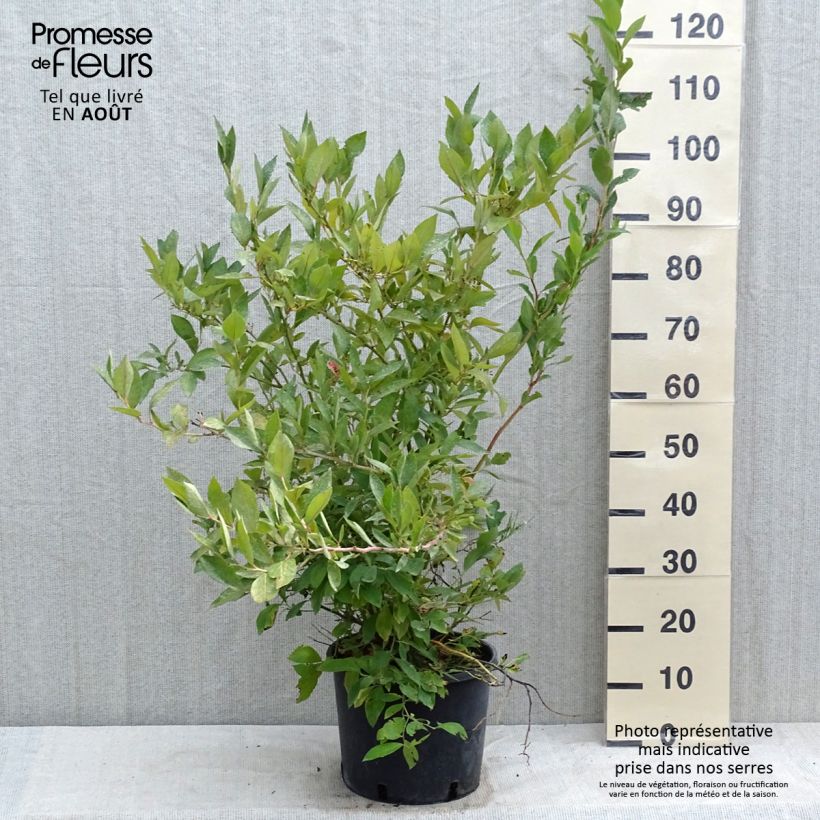 Spécimen de Myrtille Goldtraube - Vaccinium corymbosum Pot de 7,5L/10L, Buisson tel que livré en été