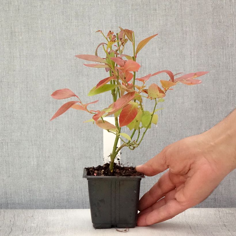 Spécimen de Myrtille Goldtraube - Vaccinium corymbosum Godet de 8/9 cm tel que livré en été