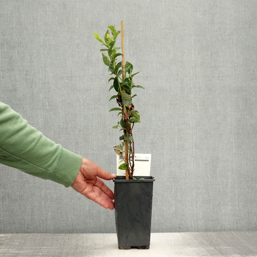 Spécimen de Myrtillier Blue Crop - Vaccinum corymbosum  Pot de 1,5L/2L, Buisson tel que livré en été