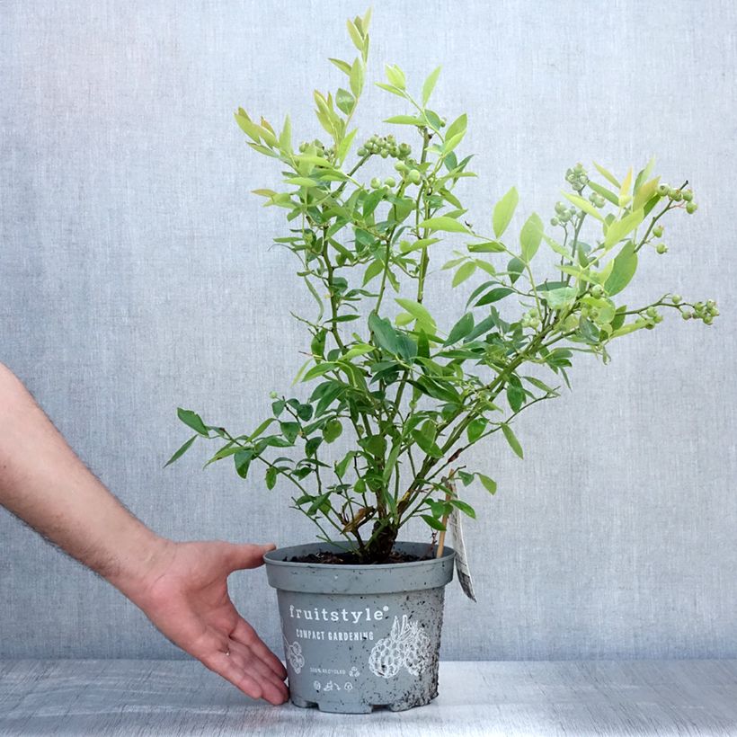 Spécimen de Myrtillier Blue Crop - Vaccinum corymbosum  Pot de 4L/5L tel que livré en été