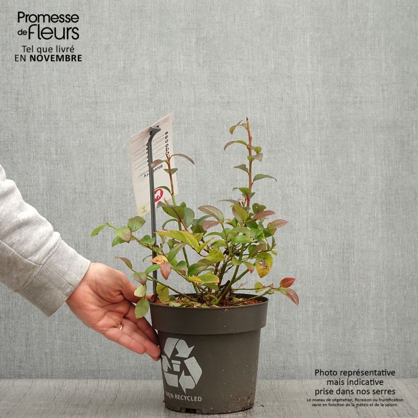 Spécimen de Myrtillier Blue Dessert Pot de 3L/4L, Touffe tel que livré en automne