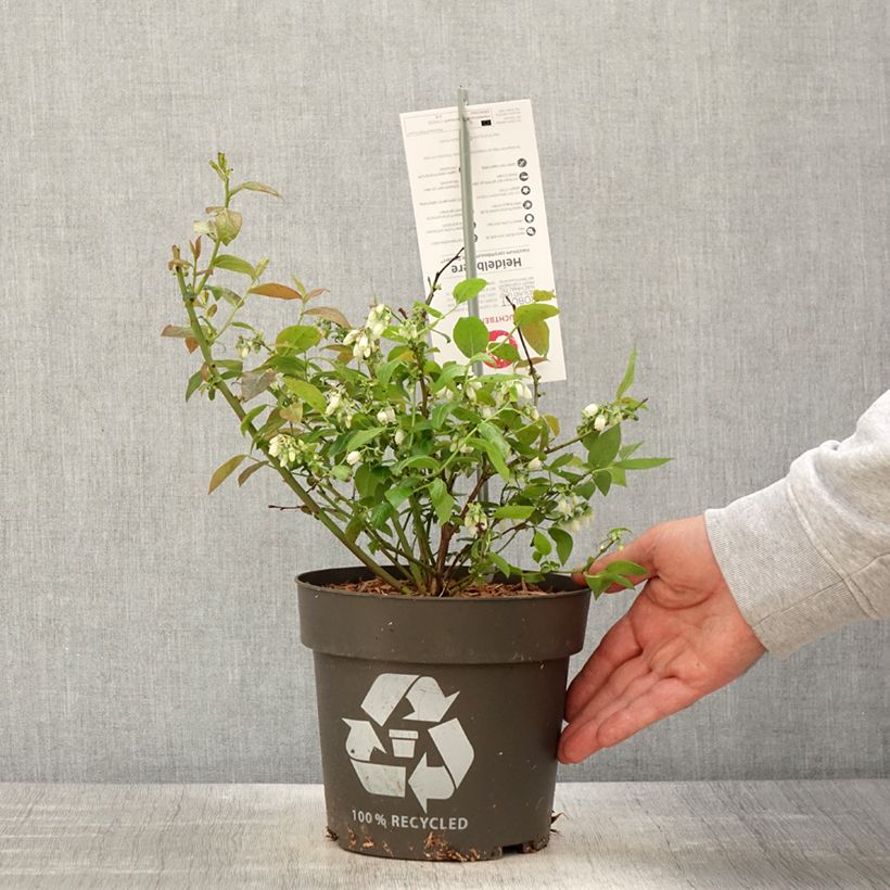 Spécimen de Myrtillier Blue Dessert - Pot de 3L/4L  tel que livré au printemps