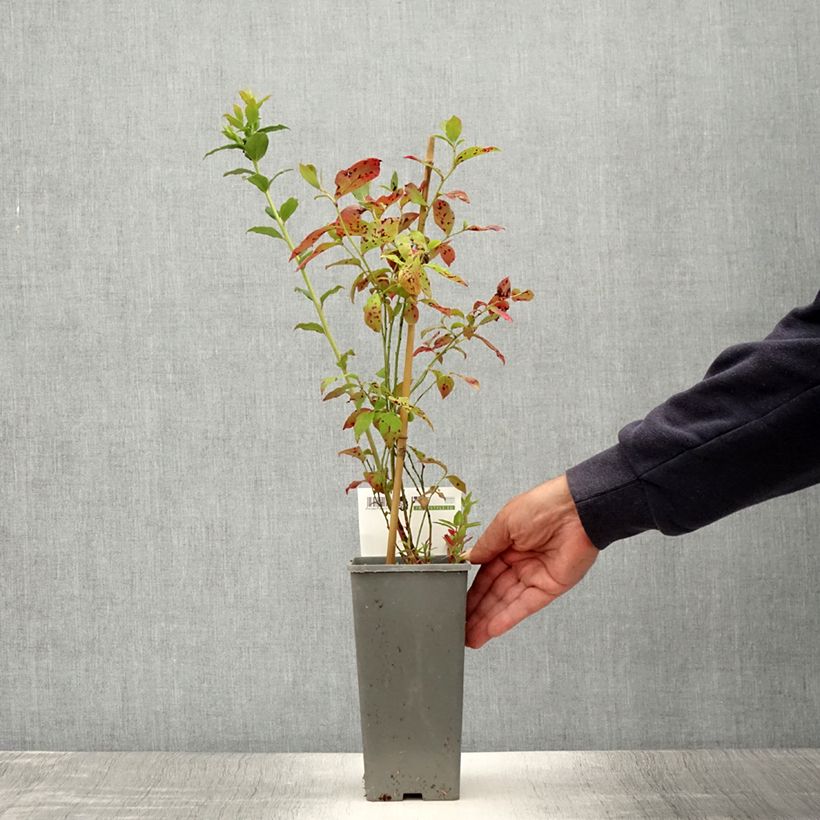Spécimen de Myrtillier Blue Jay - Vaccinium corymbosum Pot de 1,5L/2L, Buisson tel que livré en été