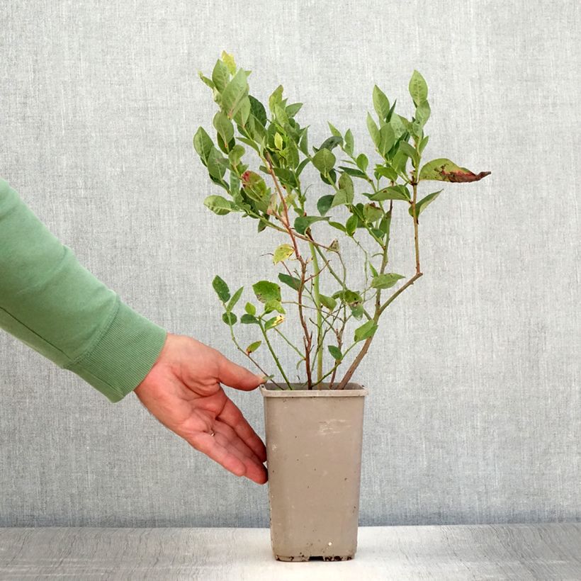 Spécimen de Myrtillier Blues Brothers - Vaccinium corymbosum Pot de 1,5L/2L tel que livré en été