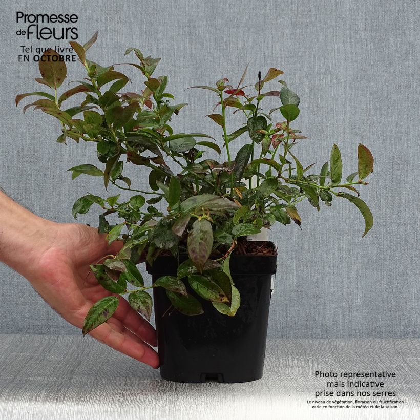 Spécimen de Myrtillier Cabernet Splash Pot de 2L/3L, Buisson tel que livré en automne