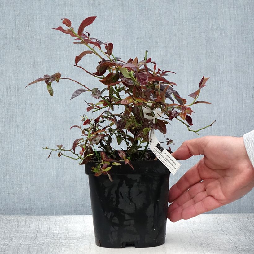 Spécimen de Myrtillier Cabernet Splash Pot de 2L/3L, Buisson tel que livré en été