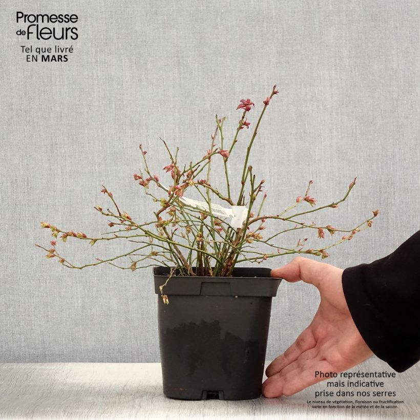 Spécimen de Myrtillier Cabernet Splash en pot de 2/3 L. tel que livré au printemps