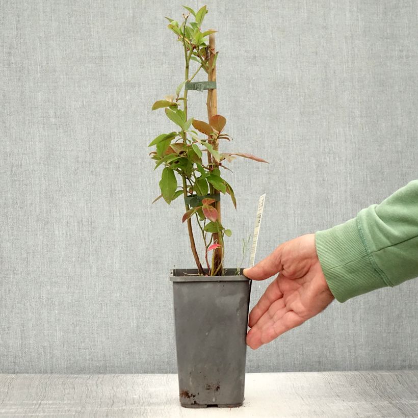 Spécimen de Myrtillier d’Amérique Patriot Bio Pot de 1,5L/2L, Buisson tel que livré en été