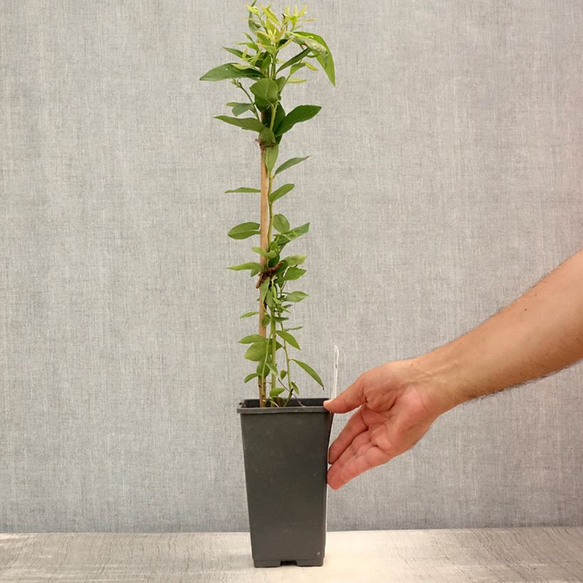 Spécimen de Myrtillier Emil - Vaccinum corymbosum Pot de 1,5L/2L, Buisson tel que livré en été