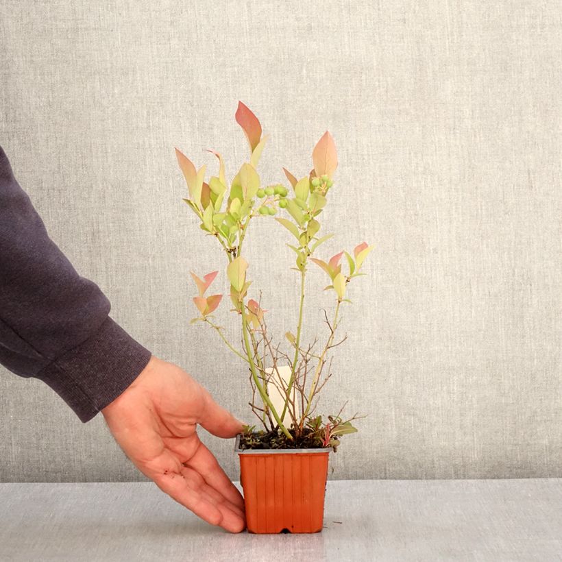 Spécimen de Myrtillier Flamingo - Vaccinium corymbosum Godet de 8/9 cm, Buisson tel que livré au printemps